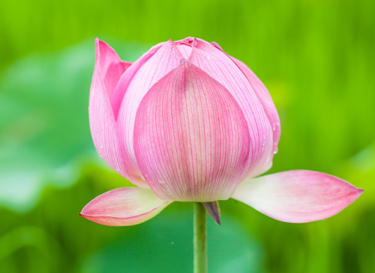 星临天下|8月8日开始，五福临门，4属相顺风顺水，喜事连连，生活美满