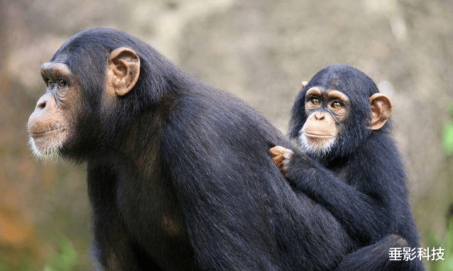 黑猩猩 艾滋病起源于黑猩猩，第一个感染的人，到底对黑猩猩做了什么？
