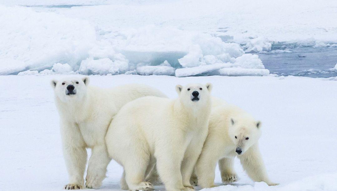 卫星 虎鲸VS北极熊，谁才是北极最强的顶尖掠食者？