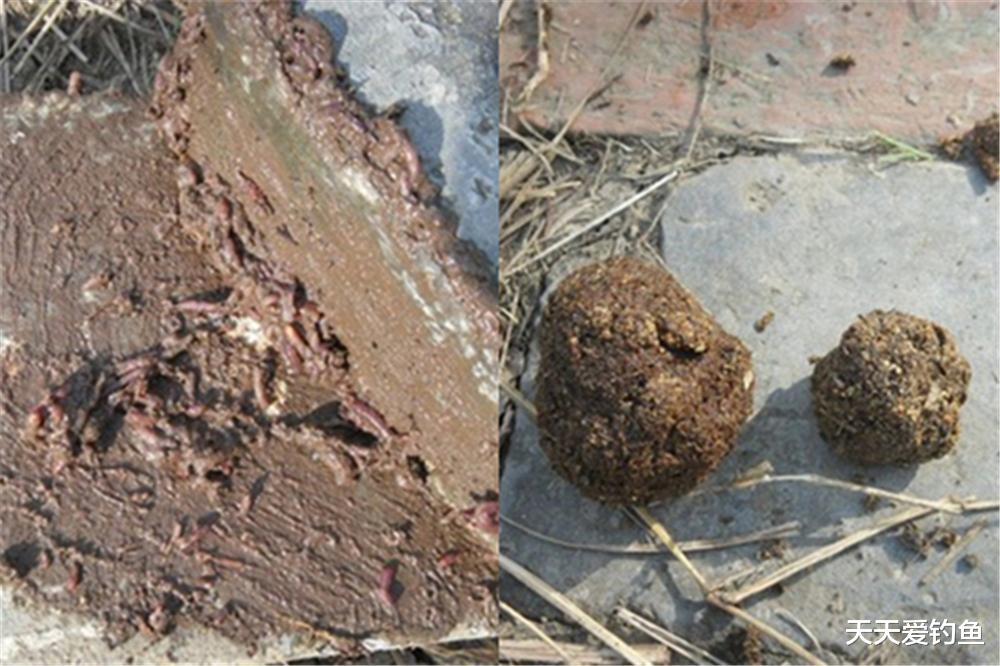 芒种|钓鱼技巧：民间野钓打窝“土方法”，方法是真土，效果是真的好！