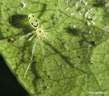 蜘蛛 当蜘蛛长出“人脸”，效果并不恐怖，蜘蛛专家说看到它禁不住笑了