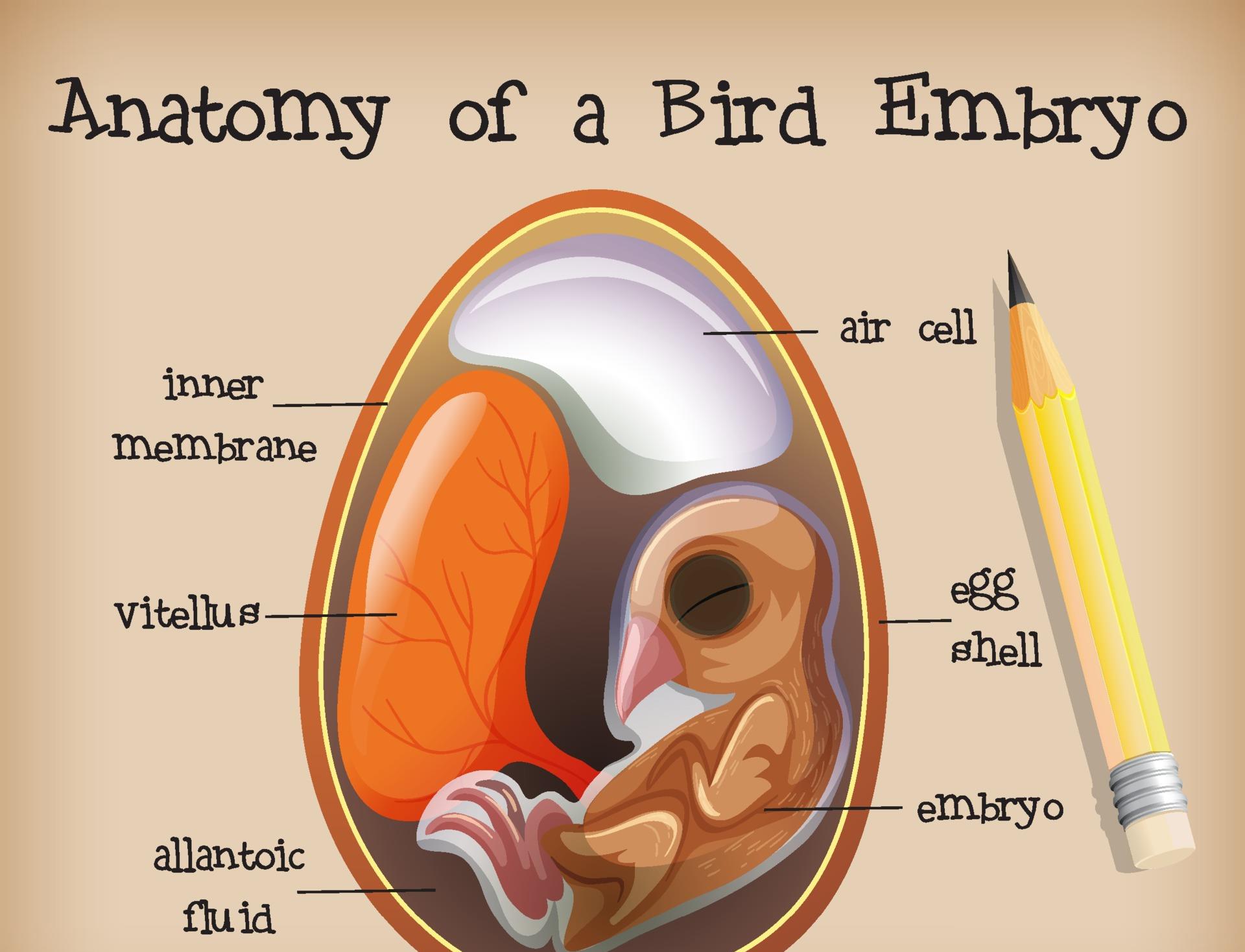 恐龙 恐龙和鸡真的有亲缘关系？科学家让鸡长出恐龙脸，伦理学家担忧了