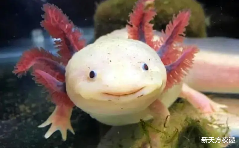 黑洞 大开眼界！10种长相奇怪又罕见的动物，你认识几种？