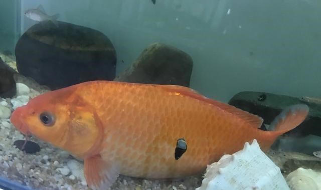 |鲤鱼靠岸产卵被一锅端?浙江钓友钓起几十斤鲤鱼,随后又放生