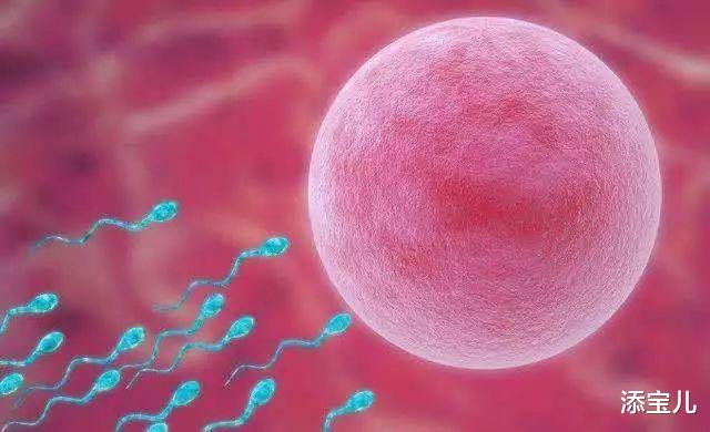 添宝儿|排卵期肚子疼？ 多为正常的排卵性腹痛