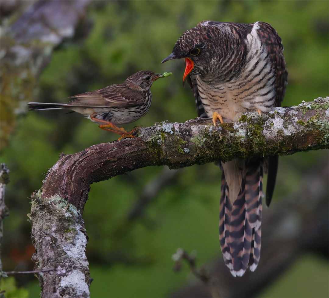|当鸟类发现自己养了一只杜鹃的雏鸟，它们会是什么反应？