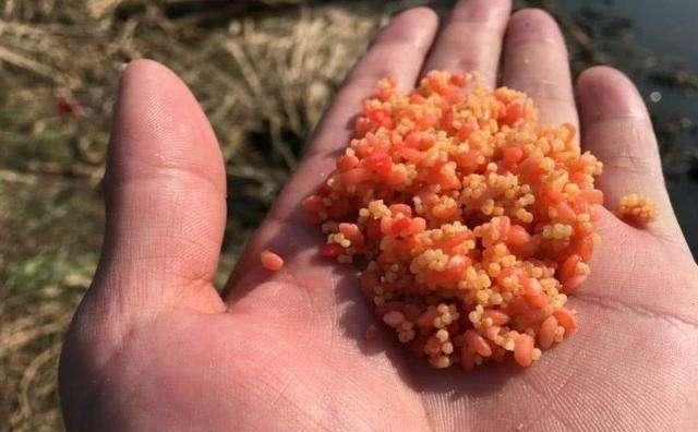 英国|为何不建议自己做窝料？难道仅仅因为不划算？