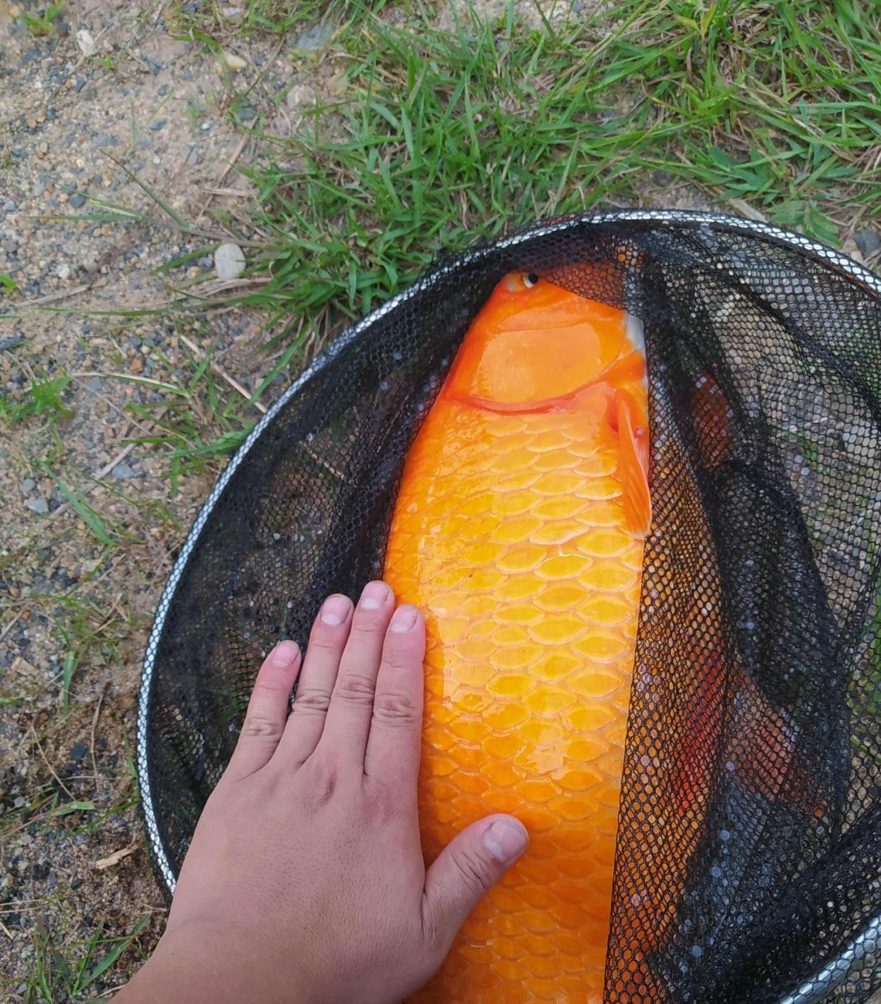 浙江省|浙江钓鱼人钓起罕见的“大型红鲤鱼”，钓鱼人：太漂亮，舍不得吃