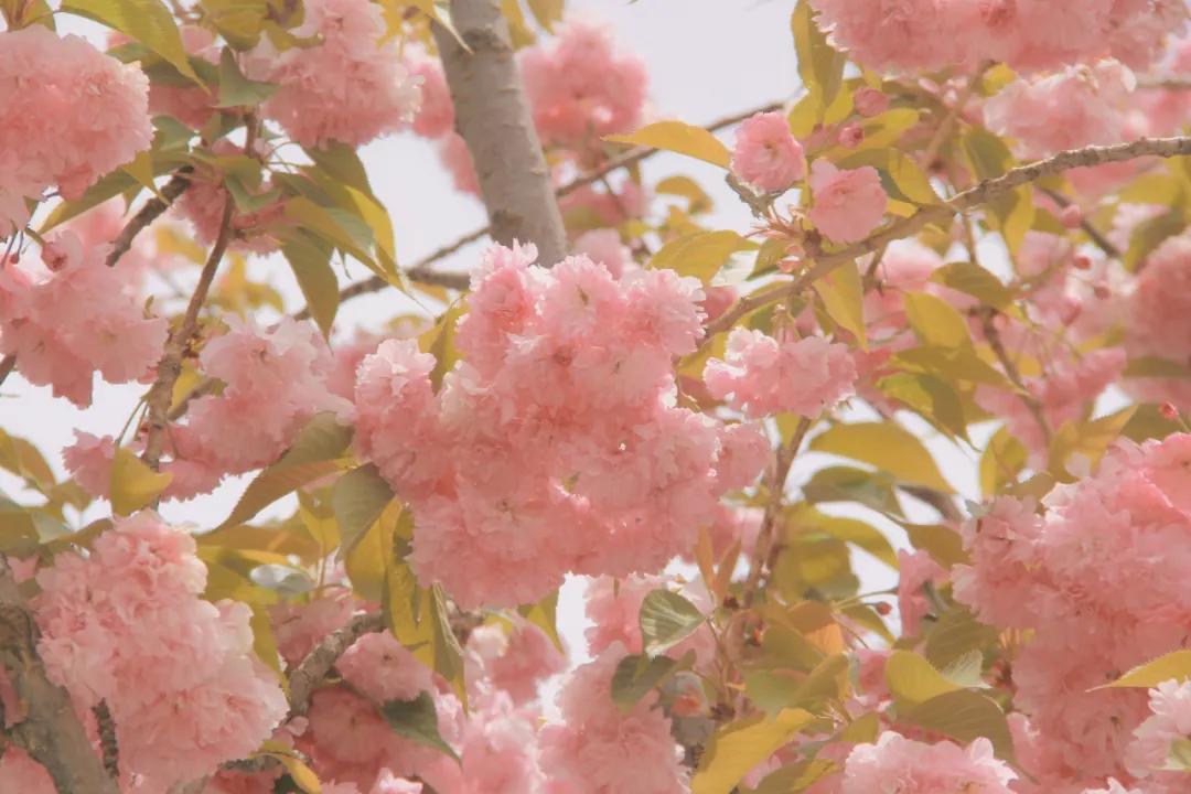 塘栖古镇 收下这份赏花图鉴，走进西藏初夏的梦境