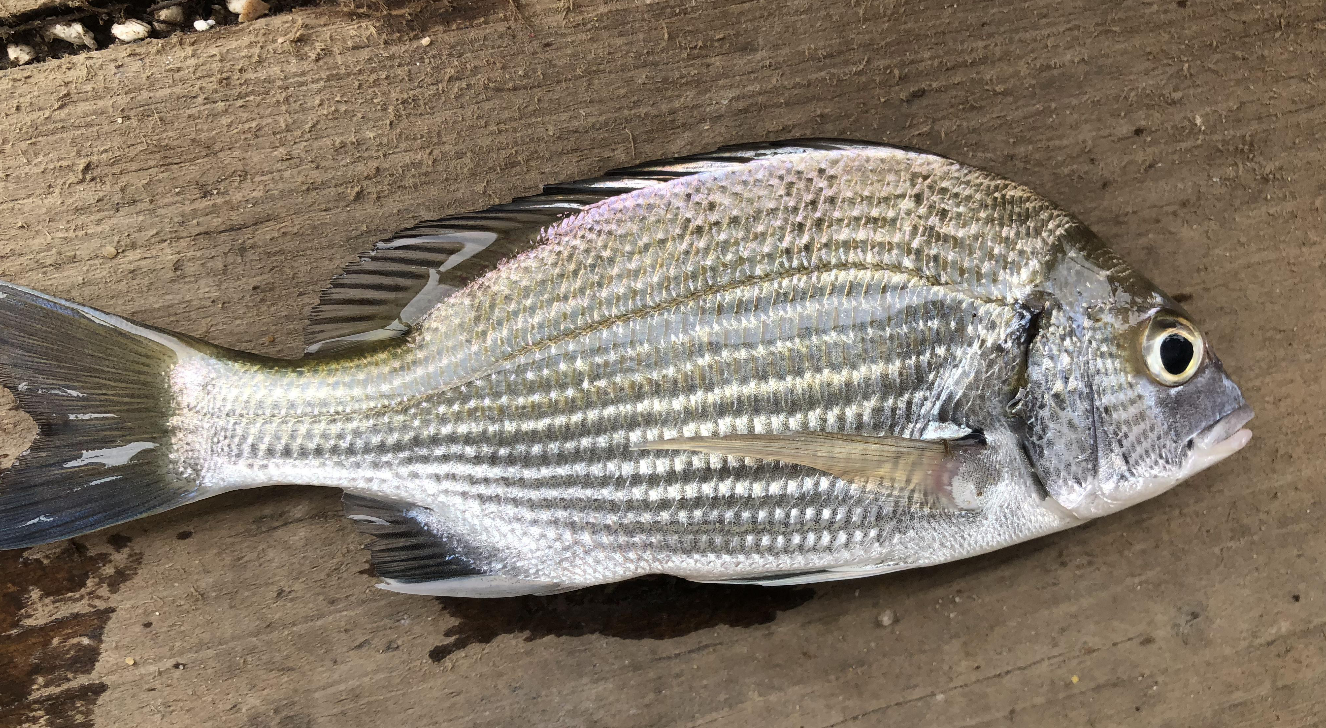 |钓鱼人注意咯！渔汛来了，工作干不完，鱼竿再放就生锈了