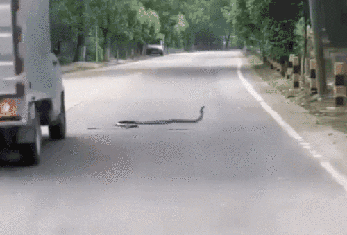 眼镜王蛇 我国最大毒蛇与无毒蛇的较量，谁会更胜一筹？眼镜王蛇能否获胜？