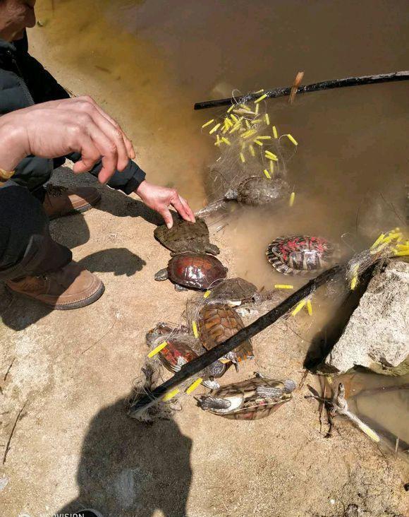 |福建一河道里出现“轮胎大的乌龟”，附近钓鱼人发现后捉起