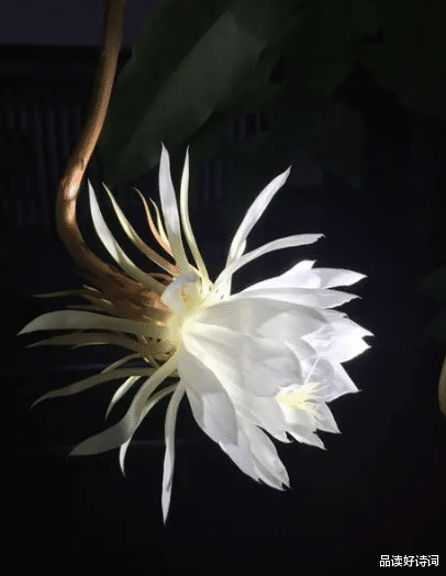 |「诗词鉴赏」昙花一现为韦陀，古诗词里的昙花，一现刹那芳华