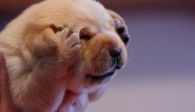 后代 人类女性为什么要隐藏排卵期？而其他动物都有明确的信号