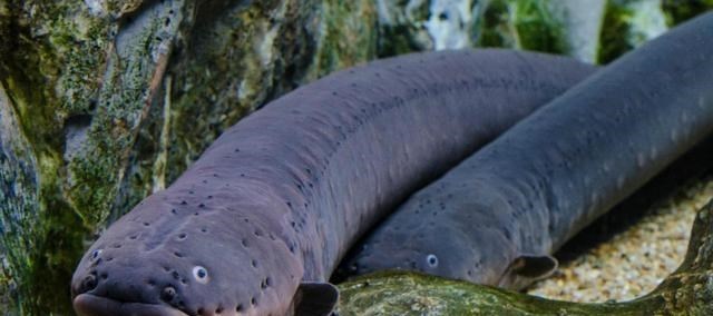 育儿心课堂|动物，如何奇特的运用电能？