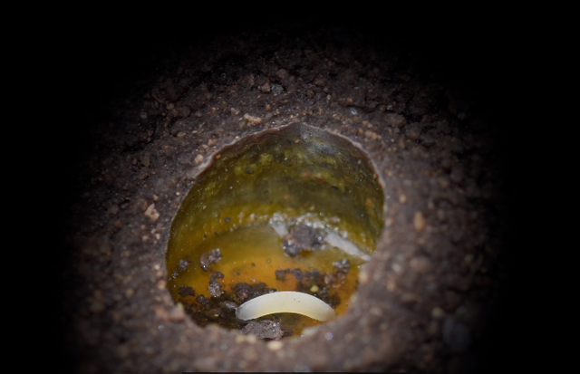 蜜蜂 世界上约70%的蜜蜂在地下筑巢，你听说过在海滩上筑巢的蜜蜂吗？