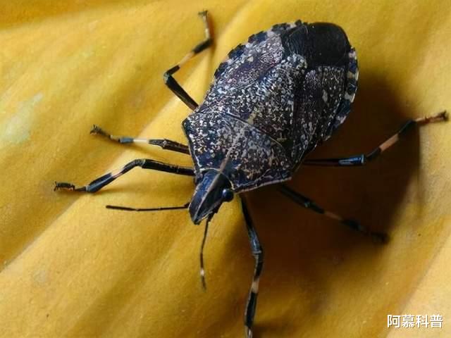 一斤可以卖到500元,湖北臭虫泛滥,大妈不顾车来车往疯狂捡