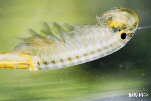 仙女虾 2亿年前的生物亮相江苏，“苟活”能力第一，熬走了恐龙和猛犸象