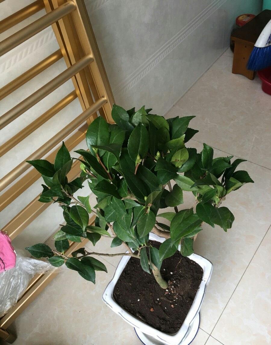 向阳园艺 新买的山茶花，买回家就掉叶子，养好山茶花，“这些”要做好