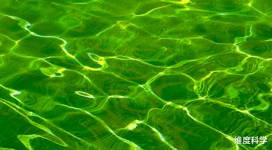 科学家 这个洞穴没有阳光，却拥有一套完整的生态系统，独自存在500万年