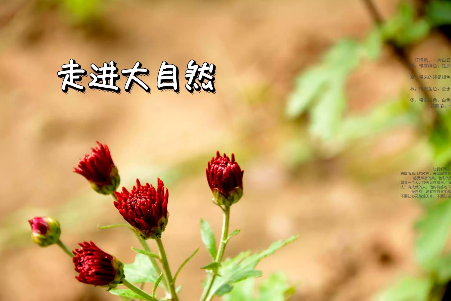 柑橘客|滋阴养颜、增强免疫力食谱