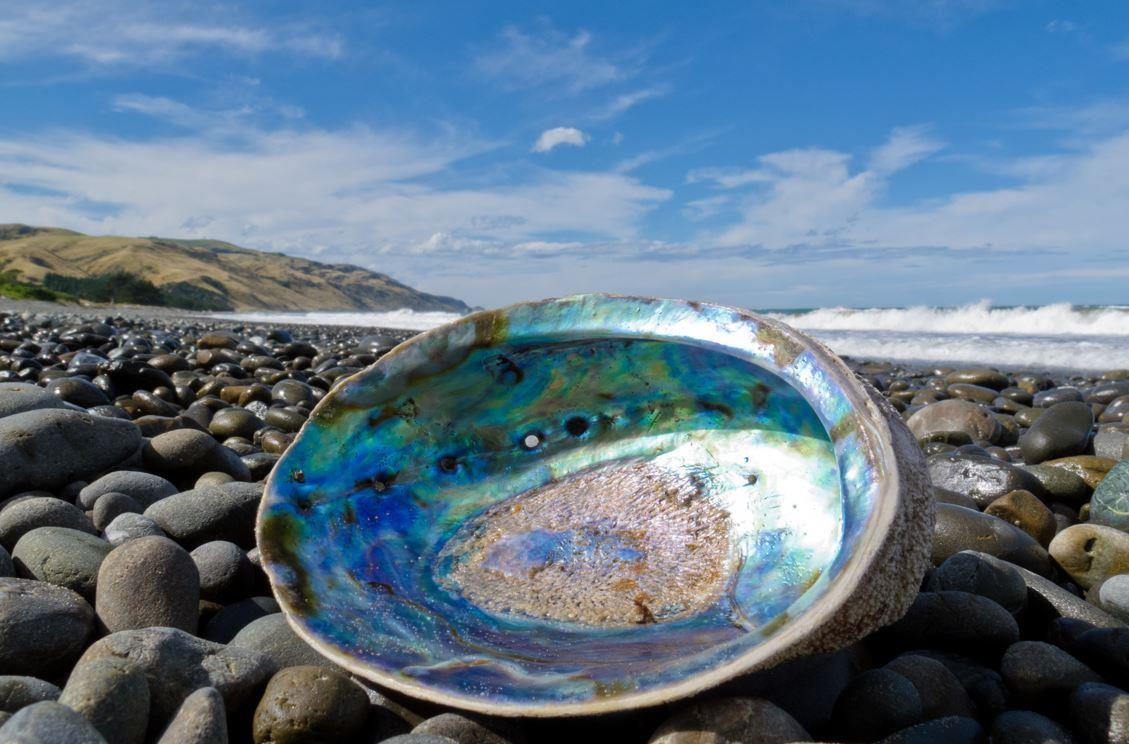 贝壳 以后的手机屏摔不碎了!科学家受贝壳启发,研发出超坚硬玻璃