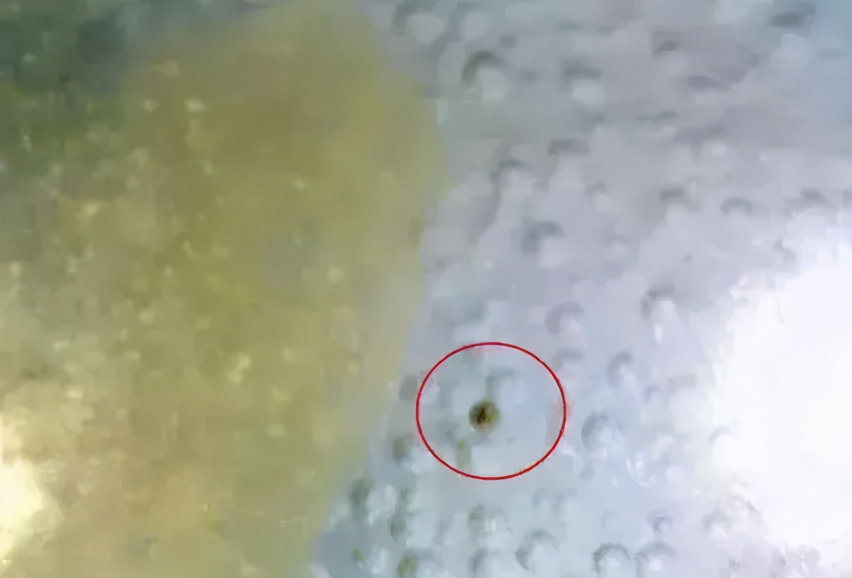 银元|为什么宋元明清瓷器釉下,会普遍出现气泡