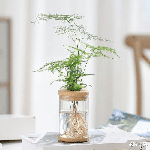 龙吟师傅和大家聊聊在办公桌上放哪些植物比较好