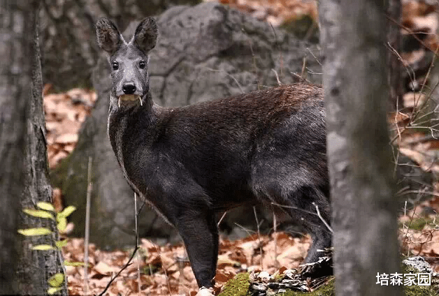 默沙东 这只麋鹿很奇怪，明明只吃草，却长着獠牙！