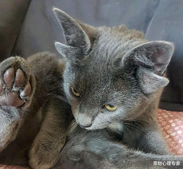 蓝猫因长了4个耳朵被抛弃,后遇好心女子收养,变成了一只网红喵