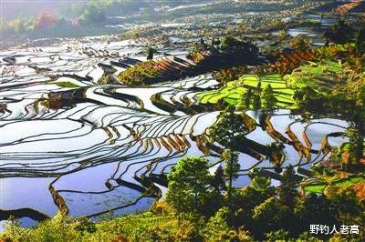 野钓人老高 鼓励投毒、猎杀，备受追捧的小龙虾，为何在云南“人人喊打”？