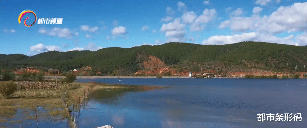 都市条形码 观鸟尾期来临 去年10万只候鸟到拉市海栖息越冬