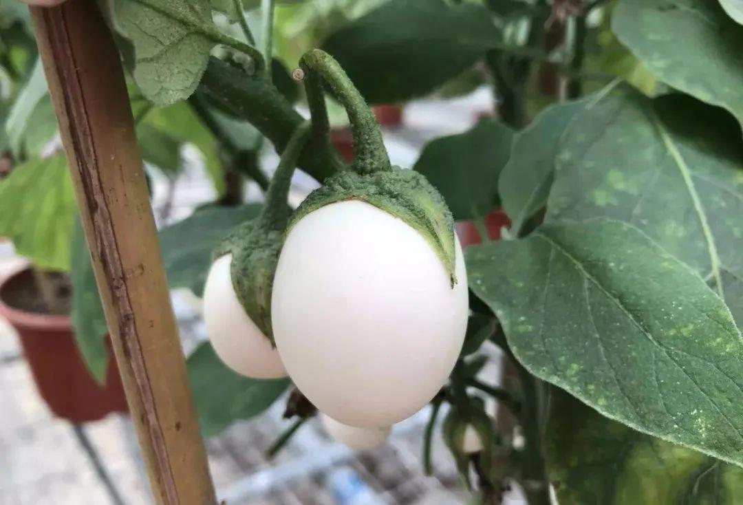 种上阳台 乍一看长在枝头的“鸡蛋”，猜想“先有鸡还是先有蛋”的真相！