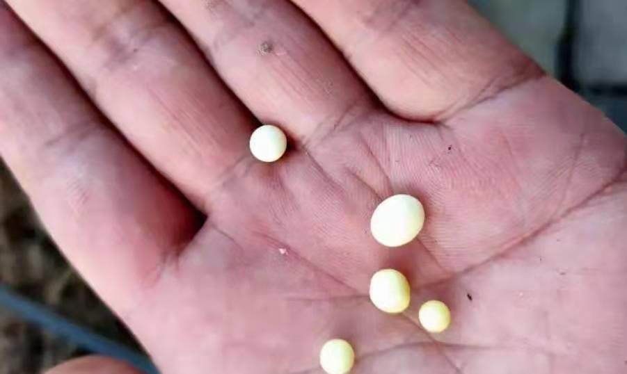 |“泡沫”就能解决，何必用商品鲫鱼饵？