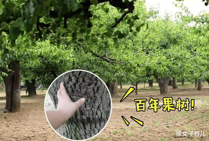 张女子育儿|入秋后想要孩子长个子,柿子等水果少给宝宝吃,再营养也不行