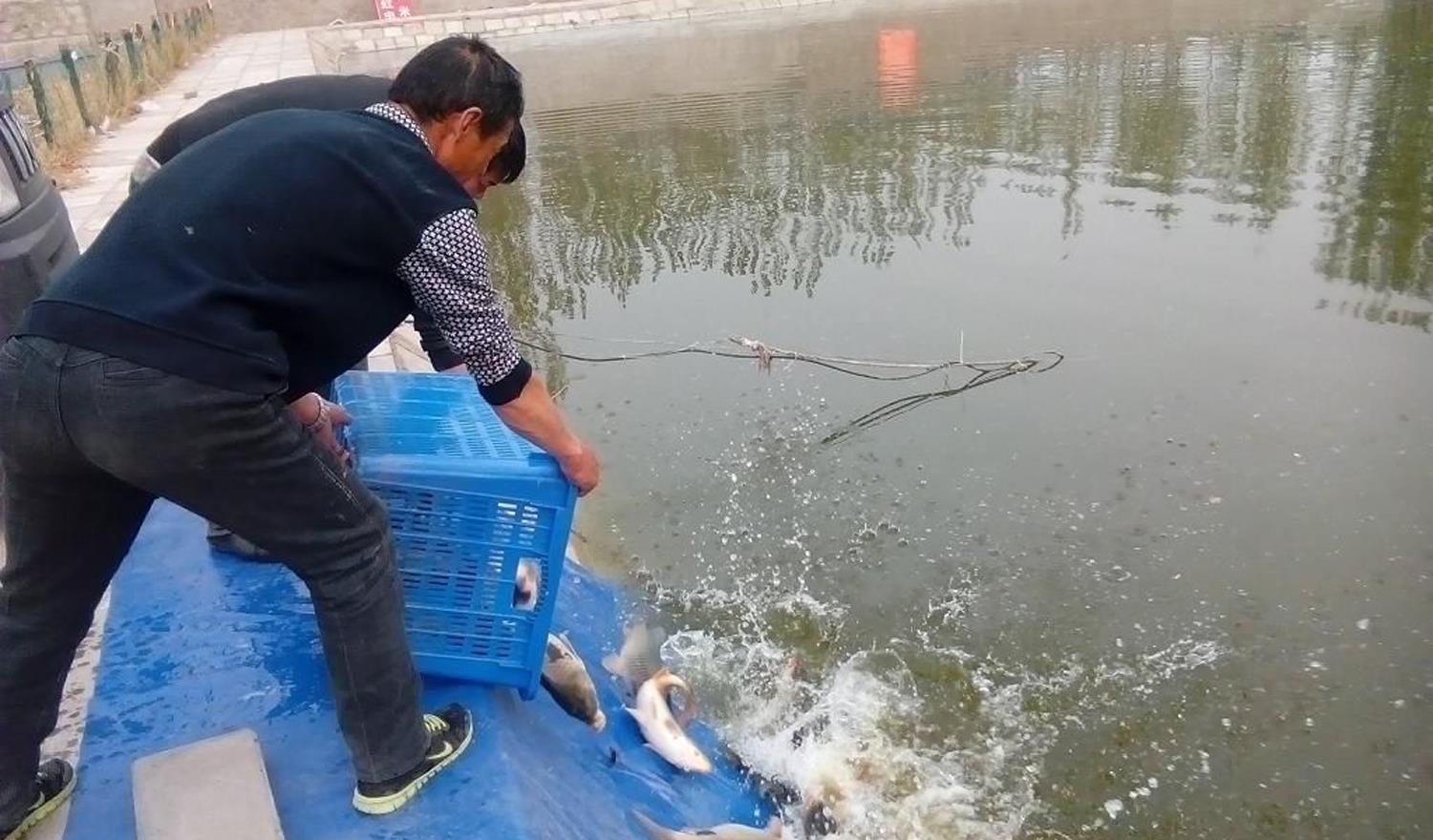 饵料|当黑坑新鲤鱼和回锅鲤鱼混放时，饵料的味型搭配方法和垂钓技巧