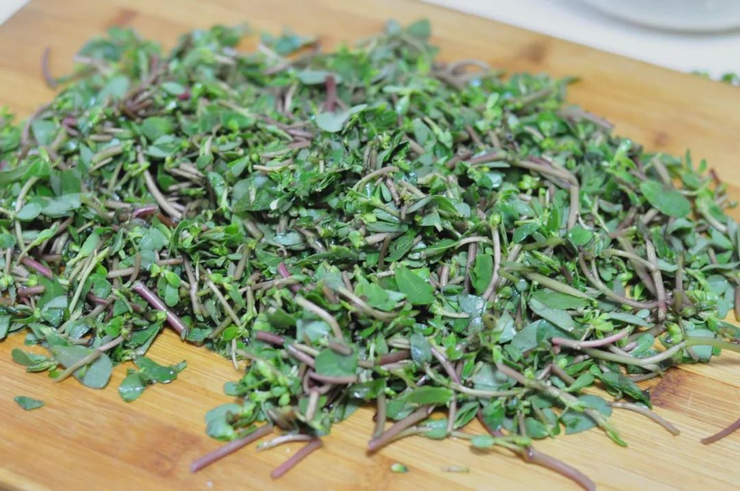 马齿苋|马齿苋是“救命”的良药？它隐藏的3个奇特功效，经常被人们忽视