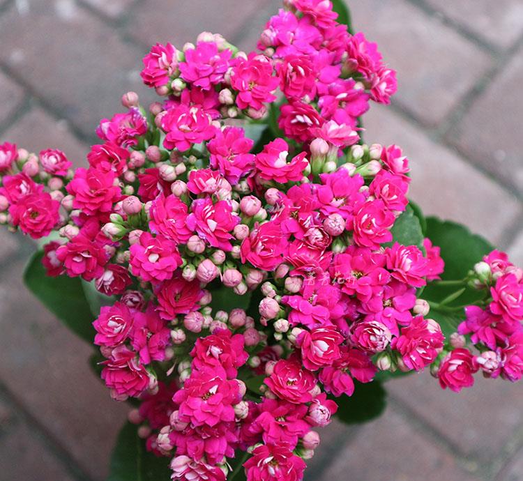 小捌爱花草|养长寿花要心狠，关进“小黑屋”，花苞满枝头，让它不开花都难