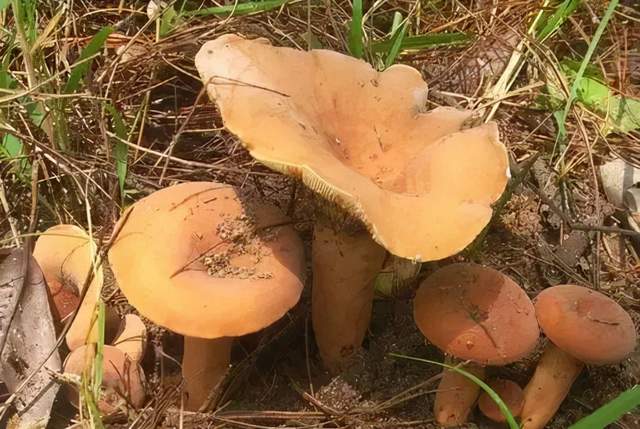 久见菌菌|祖孙三代误食毒蘑菇丧命，究竟什么样的蘑菇有毒，什么样的没毒？