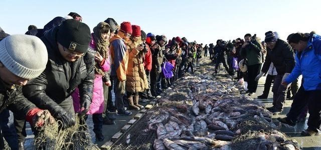 若珍|查干湖的“秘密”:一条头鱼卖300万,有机鱼为何“捕不完”?