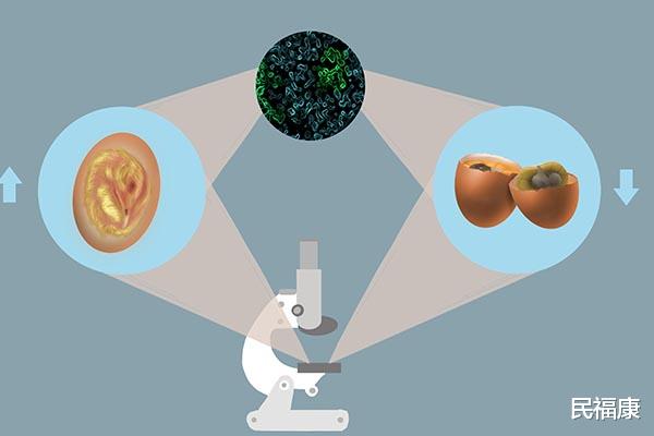 水煮鸡蛋|煮鸡蛋几分钟关火口感最好？鸡蛋虽有营养，但是有2种不建议吃