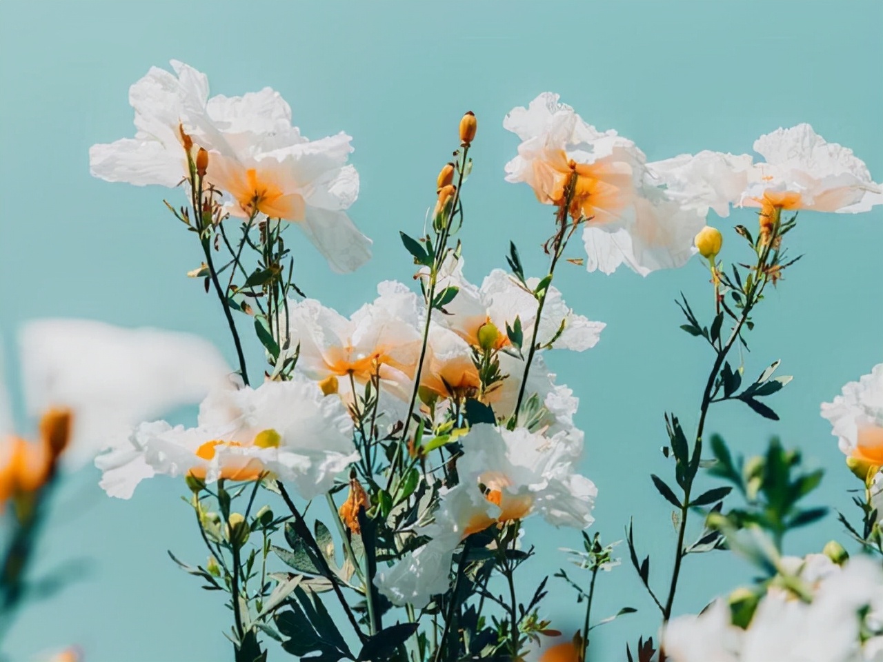 星座师安达 双子座：不要去试探他们，一旦试探，可能朝着相反的方向发展