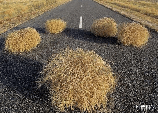 会“移动”的植物在北美泛滥成灾:能切换两种形态,满沙漠的滚