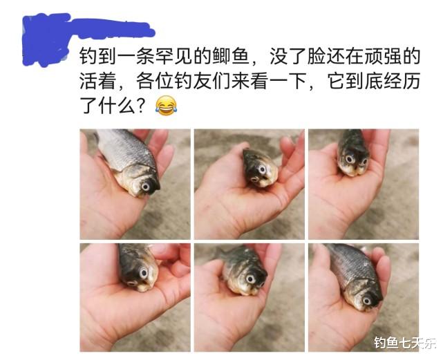 |身残志坚！无脸“猫头鱼”引发网友热议：看后没理由躺平了
