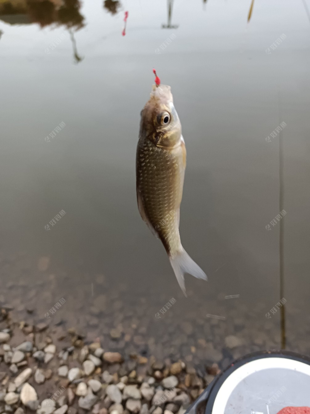 银行|[原创首发]下班后，菜地练竿鱼口超爽