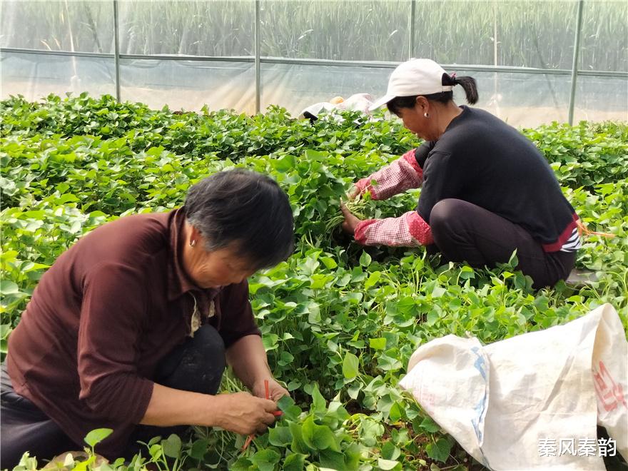 秦风秦韵 兴平丰仪镇田间地头种薯忙