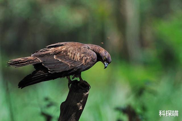 马蜂都不敢招惹这鸟,眼看着子孙后代被“吃光”,都不敢有怨言!