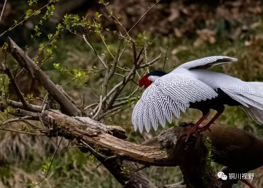铜川周春辉 铜川摄影师张宝光暮春时节在洋县拍摄的作品
