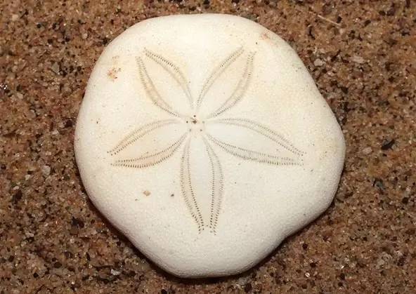 马来熊 世界上超级可爱的珍稀动物