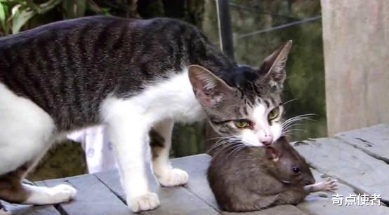 老鼠身上那么脏,猫吃了却不会生病,难道猫对老鼠的病菌免疫吗?